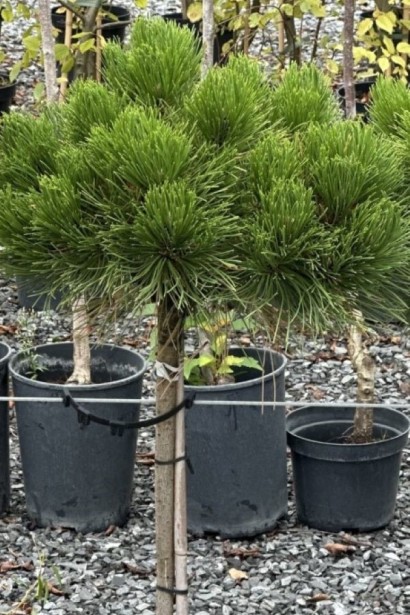 Компактна кущиста форма крони сосни Кабаненсіс Нана